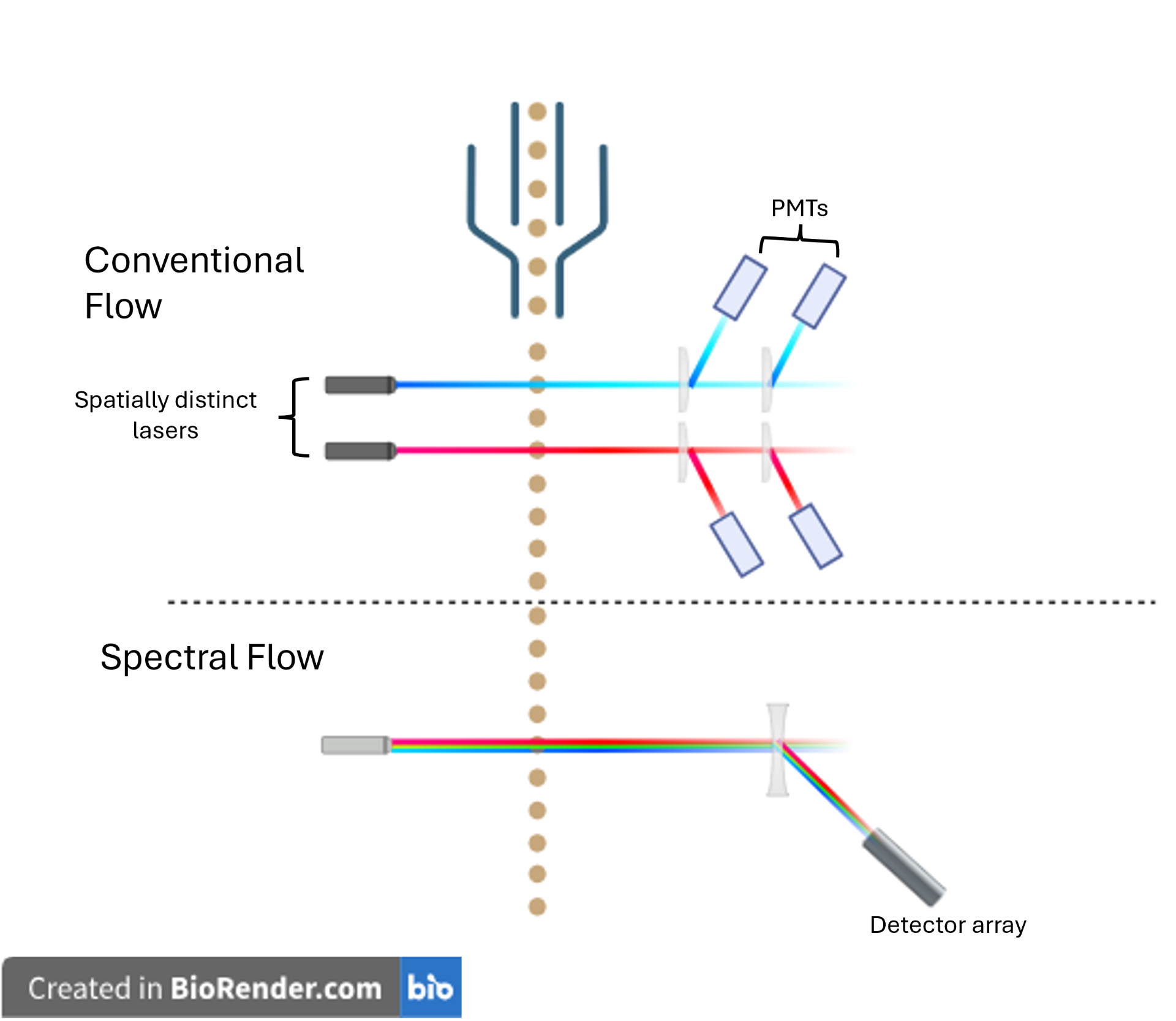 Figure 1: Conventional flow cytometry uses spatially distinct lasers to excite fluorophores, with emitted light directed to and detected by photomultiplier tubes. Spectral flow cytomtery uses prisms to direct all emitted light to a detector array, allowing each fluorophores unique spectral fingerprint to be detected. Image created using BioRender.
